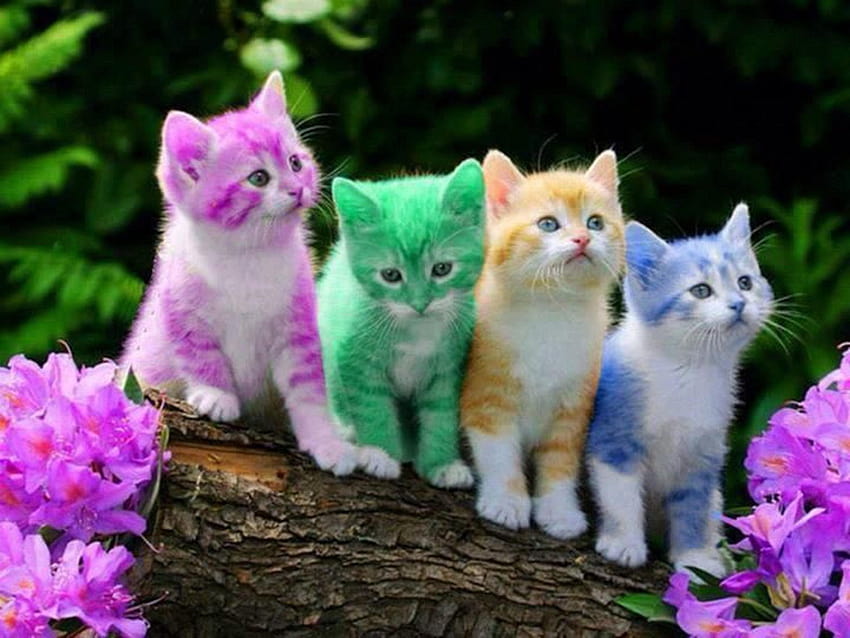 Cats Rainbow KIttens HD wallpaper