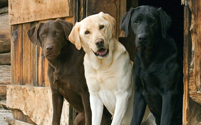 : waiting, ears, Labrador Retriever, beautiful, dogs, three, vertebrate, dog like mammal, dog breed, retriever, street dog 1920x1200, street dogs HD wallpaper