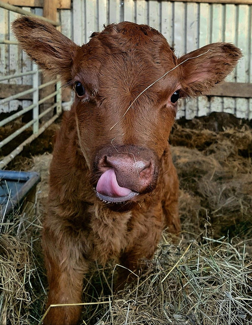 Beautiful Aberdeen Angus X Shorthorn calf, shorthorn cows HD phone wallpaper