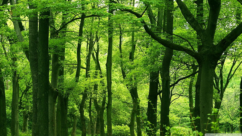 wallappapers , laptop and mobile, green forest laptop HD wallpaper