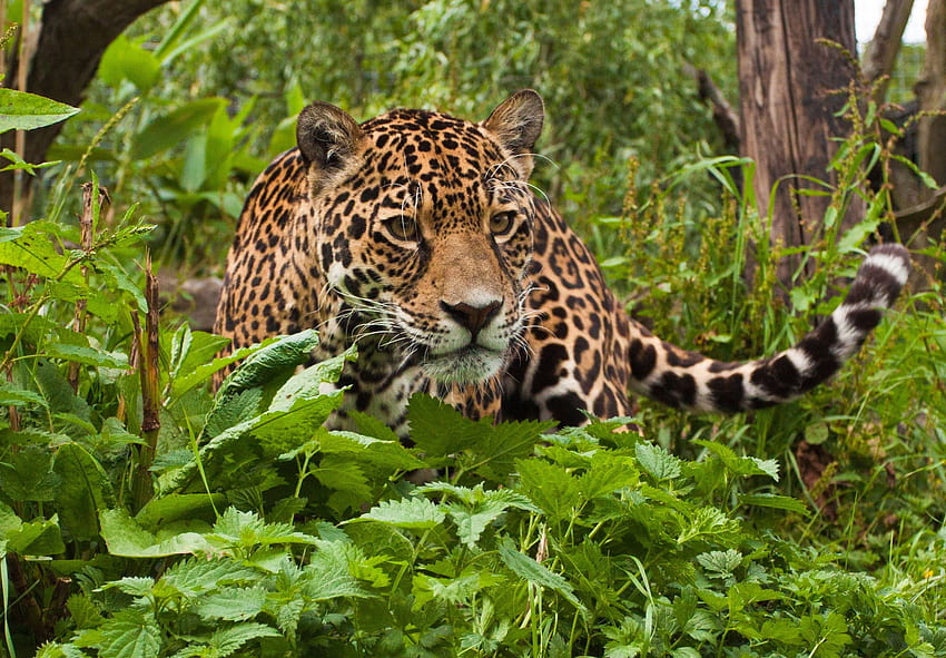 Jaguar Tropical Rainforest Animals HD wallpaper