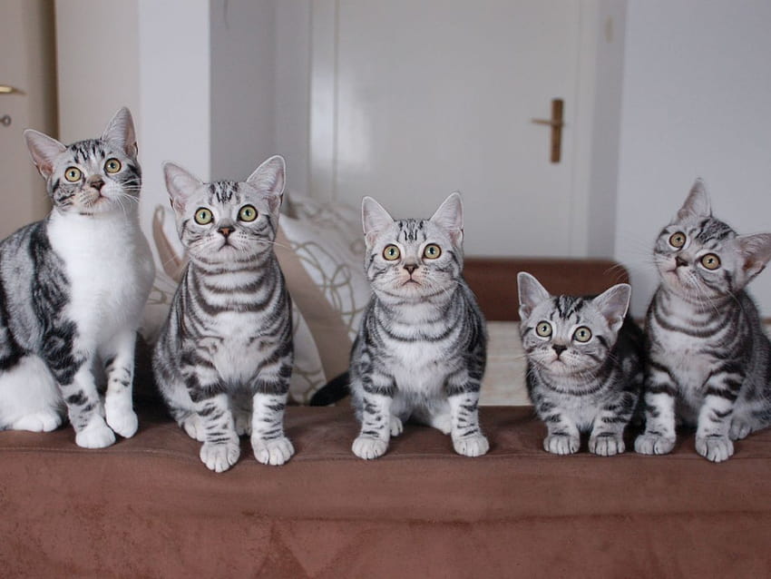 Familia de gatitos americanos de pelo corto 1152x864 fondo de pantalla