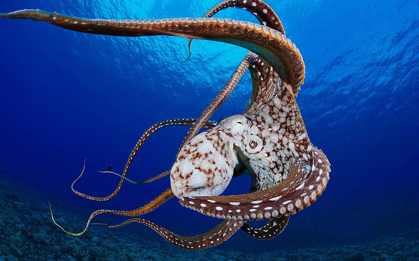 Octopus Octopus Men ne vit que quelques mois après Fond d'écran HD