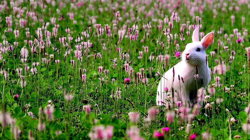 Early Spring Backgrounds, bunny in spring HD wallpaper