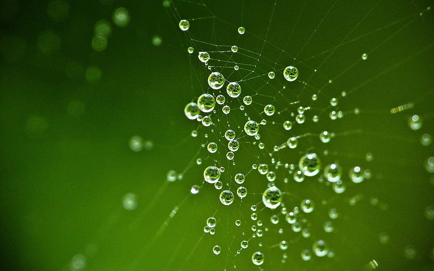 Morning Dew Leaves Macro iPhone iphone, morning dew on leaves HD wallpaper