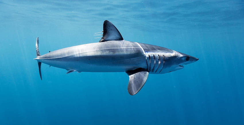 Mako Sharks, shortfin mako shark HD wallpaper