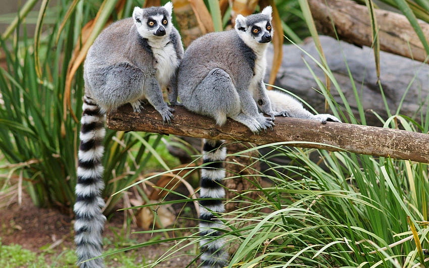 Tiere Lemuren: 13 HD-Hintergrundbild