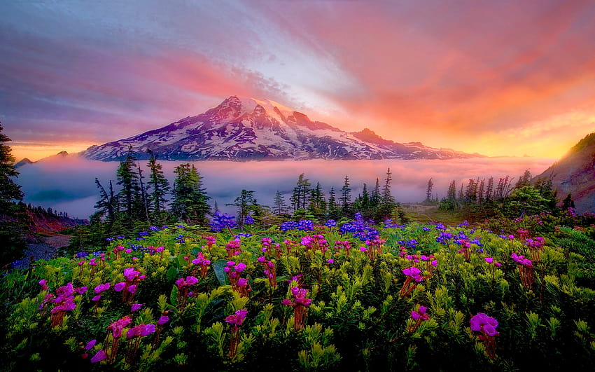 : Mount Rainier National Park Located In The Us State Of, mount rainier np HD wallpaper