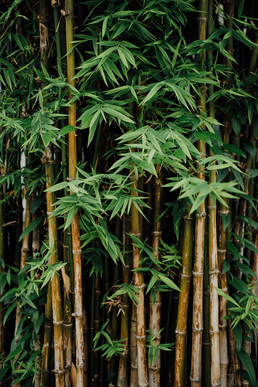 Foresta di bambù, foresta di alberi di bambù Sfondo del telefono HD