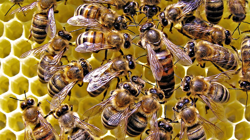 Einführung in die Bienenhaltung HD-Hintergrundbild