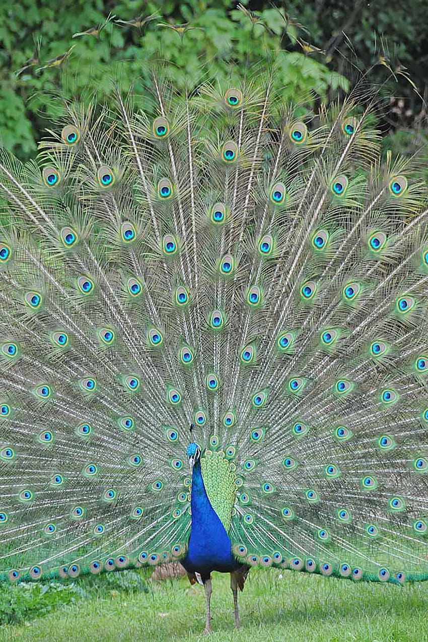 Peacock Feather Live for Android, merak HD phone wallpaper