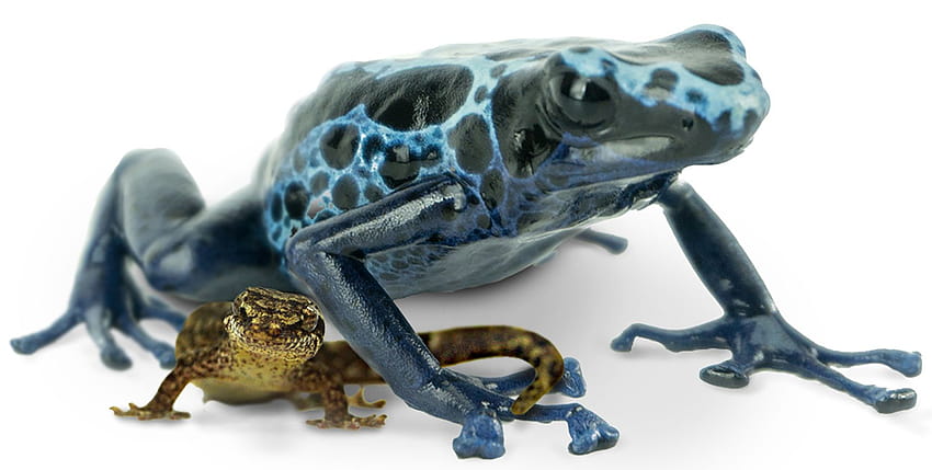 Keeping Mourning Geckos and Dart Frogs Together, rainbow poison dart frog HD wallpaper