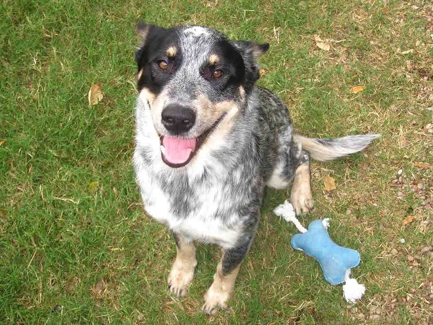 Half Border Collie/Half Blue She Is Potty Trained And Kennel Trained ...