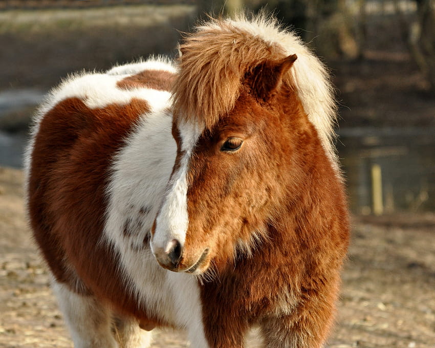 shetland, pony, furry, horse, animal 1280x1024 , standard 5:4 fullscreen , 1280x1024 , background, 3632, shetland pony HD wallpaper