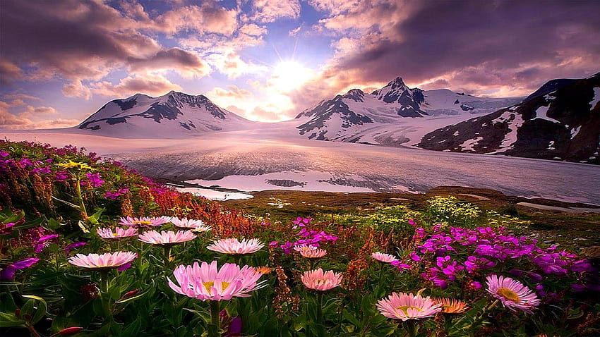 : flower field, crimea, steppe, evening, tulips, grass, mountain wildflowers HD wallpaper