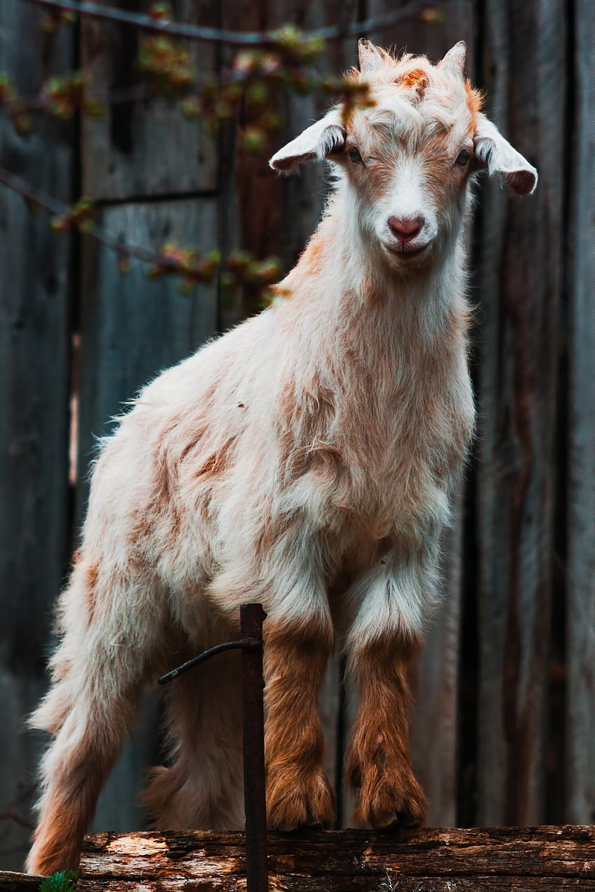 Goat Art, cute goats HD phone wallpaper