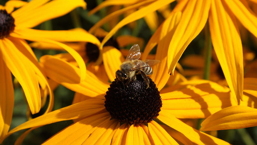 3840x2176 노란색 에키네시아, 꿀벌, 꽃잎, 수분, 주황색 및 검은색 범블비 HD 월페이퍼