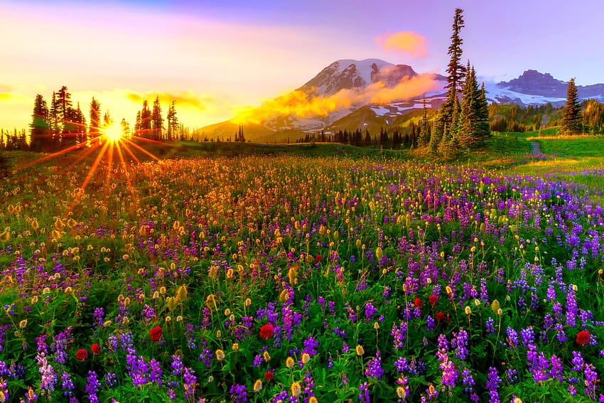 37 Wildflower, flower meadow and sunset HD wallpaper