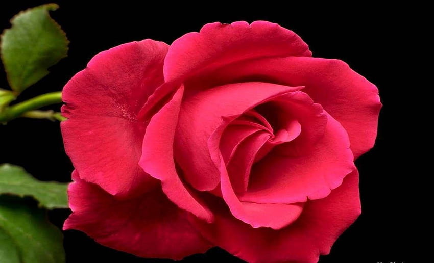 Fiori: Red Sweet Beautiful Nature Flowers Rose Flower, bellissimi fiori di rosa Sfondo HD