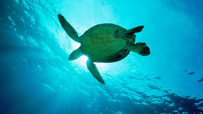 Sea Turtles HD wallpaper