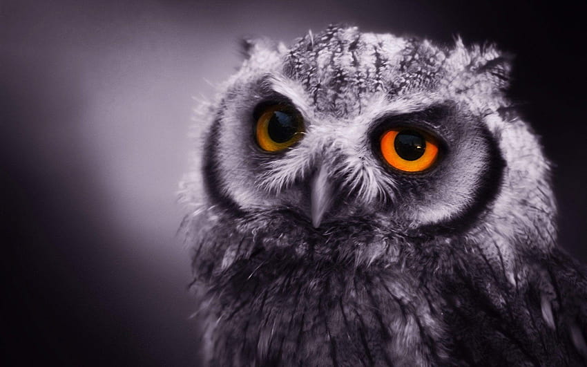 Owl Screensavers, owl computer background HD wallpaper