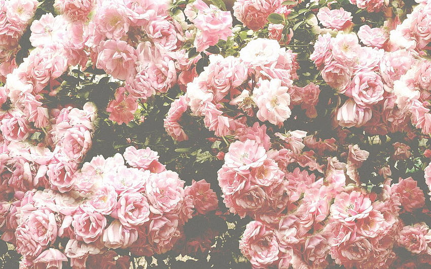 rosa flores tumblr