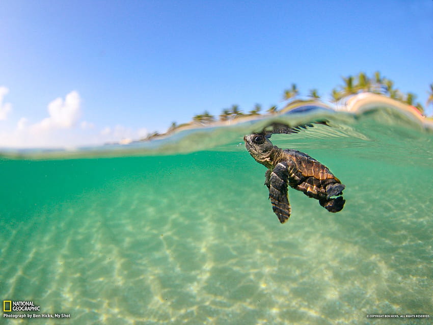 Cute Sea Turtle, funny turtle HD wallpaper