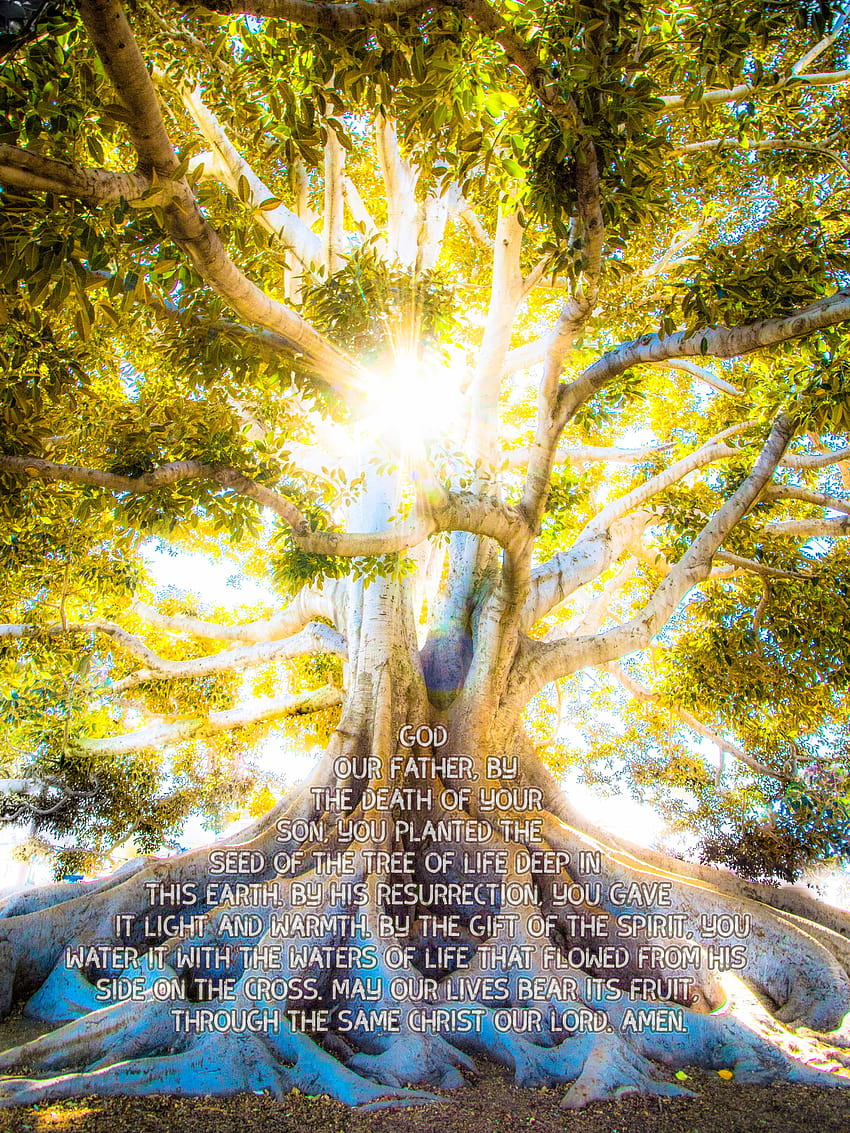 Drzewo Życia Trójca Święta Modlitwa Słońce Świecący Bóg Jezus Duch Święty, jezus ojcze Tapeta na telefon HD