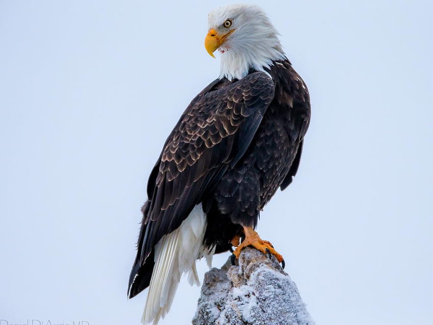 6 Bald Eagle, flying eagle HD wallpaper