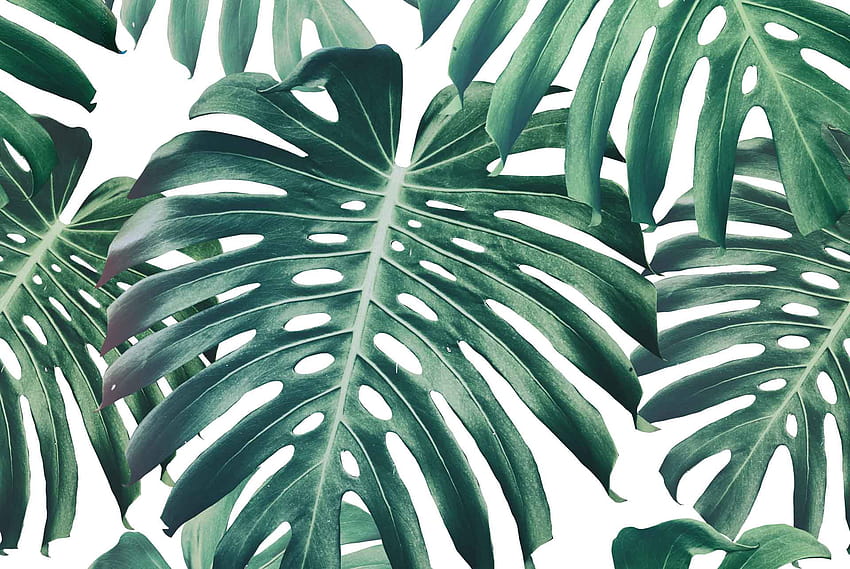 Monstera Iphone Wallpaper Images  Free Photos PNG Stickers Wallpapers   Backgrounds  rawpixel