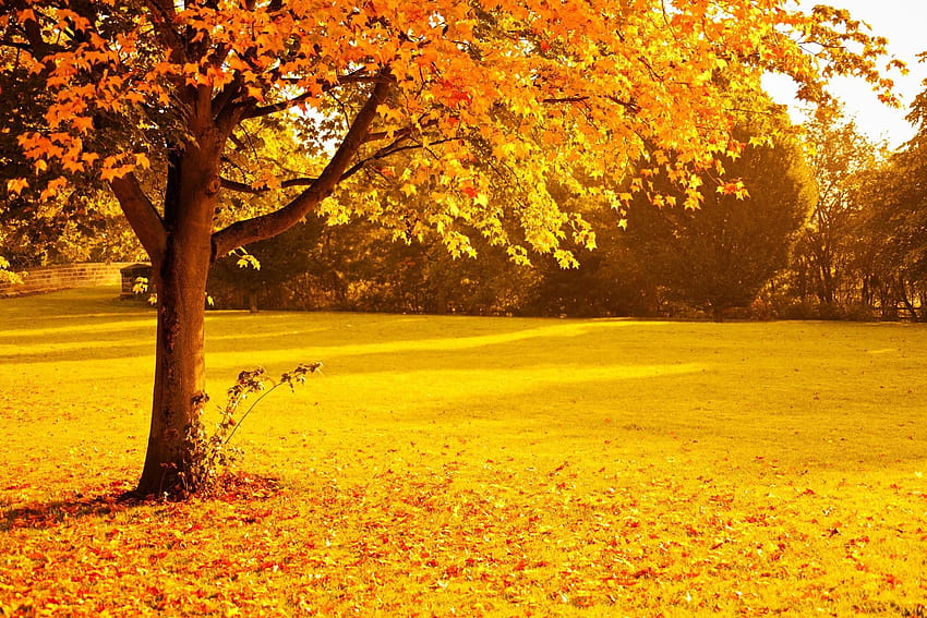 Fall, Foliage, Gold, Leaves, Nature, Orange, Park, Red, golden falling ...