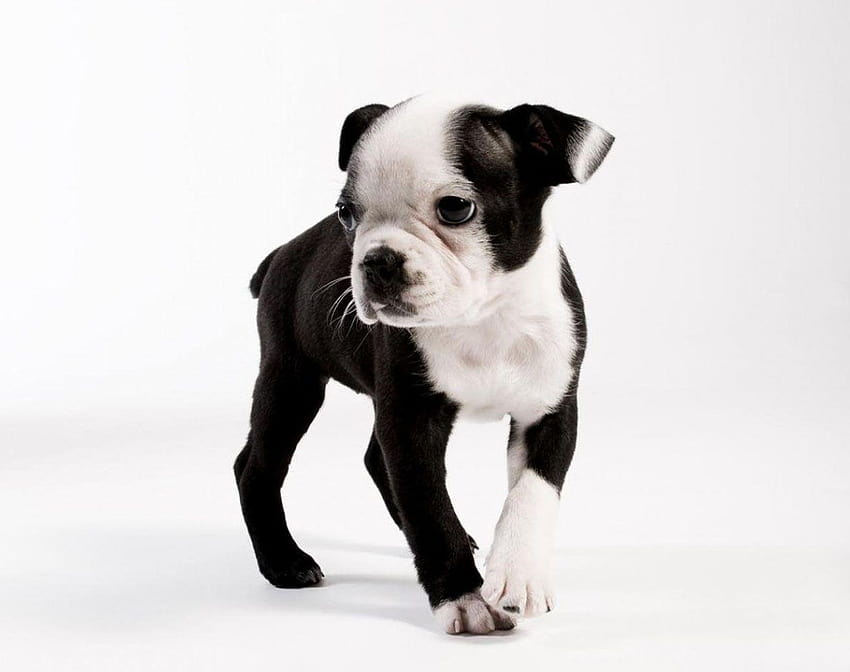 bostonterrier178highresolutionwallpaper  Pack of Paws Professional  Dog Training