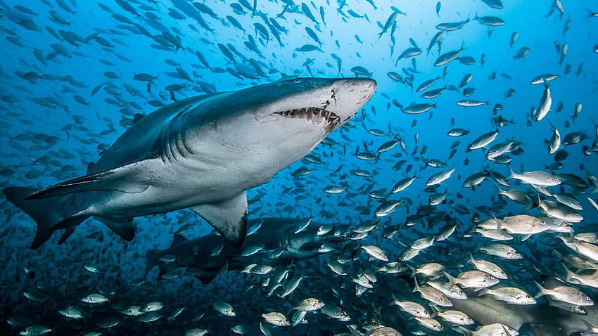 Okyanus Sualtı Dünyası Köpekbalığı Balığı Dizüstü Bilgisayar Ve Cep Telefonu İçin Güzel Su : 13 HD duvar kağıdı