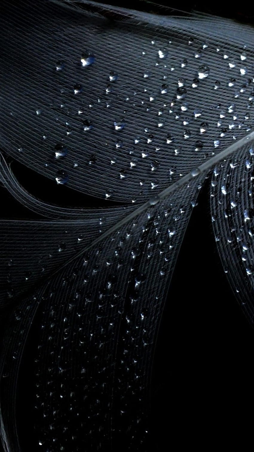 Black backgrounds water drops wet, black feather water drops HD phone wallpaper