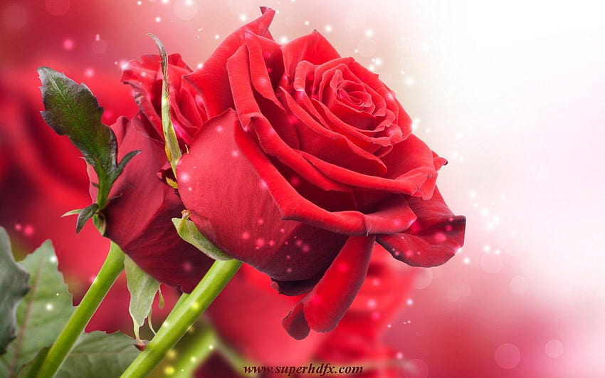 Best 4 Red Roses Backgrounds ...hip HD wallpaper