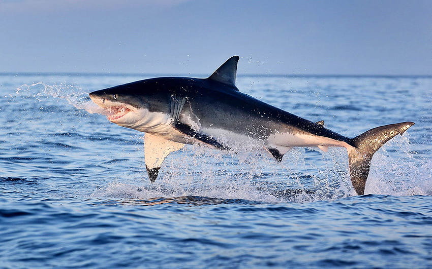 Голяма бяла акула, изскачаща от водата : 13 HD тапет