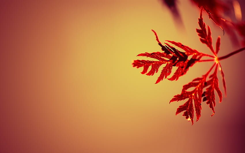 : sunlight, leaves, red, plants, branch, yellow, pink, color, autumn, flower, plant, season, petal, computer , close up, macro graphy, maple tree, maple leaf 1920x1200 HD wallpaper