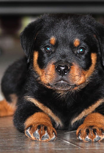 how are rottweilers with babies