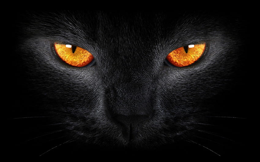 2K Free download | Scary Cat, evil cat HD wallpaper | Pxfuel