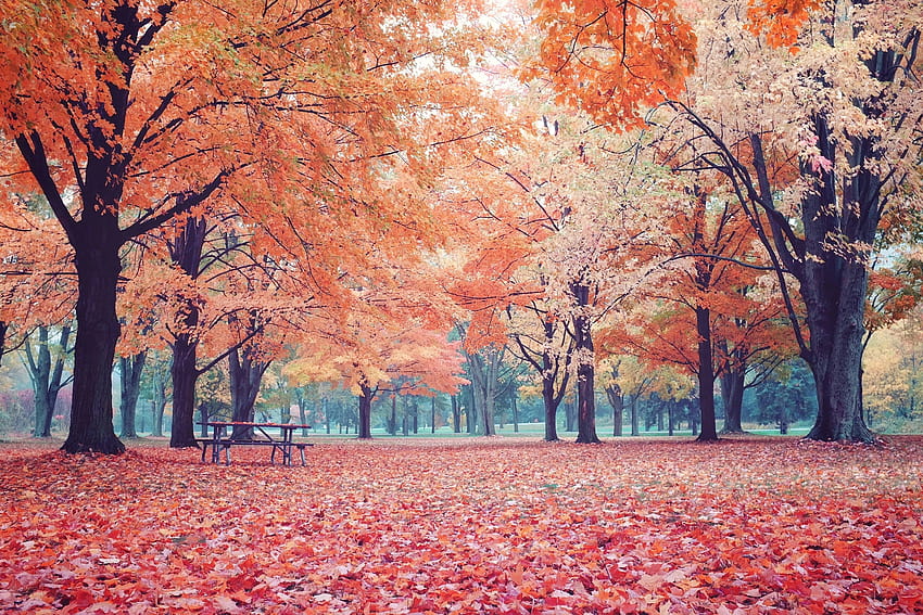 Autumn in Toronto, Canada. [OC] [3072×2048], autumn canada HD wallpaper