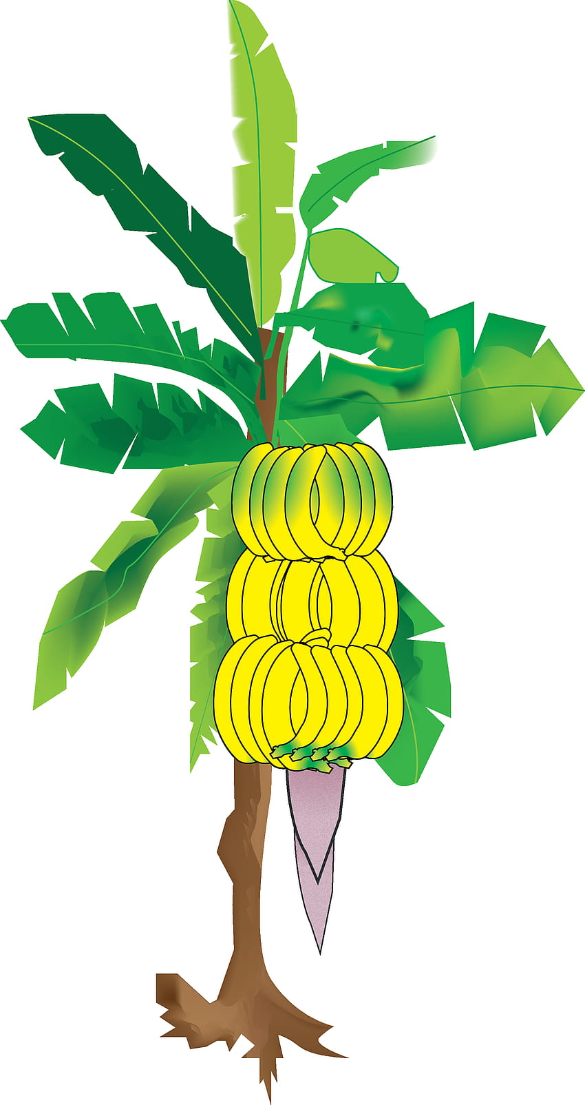 My illustration of the banana tree from Sun's Eye An Honest Thief HD phone wallpaper