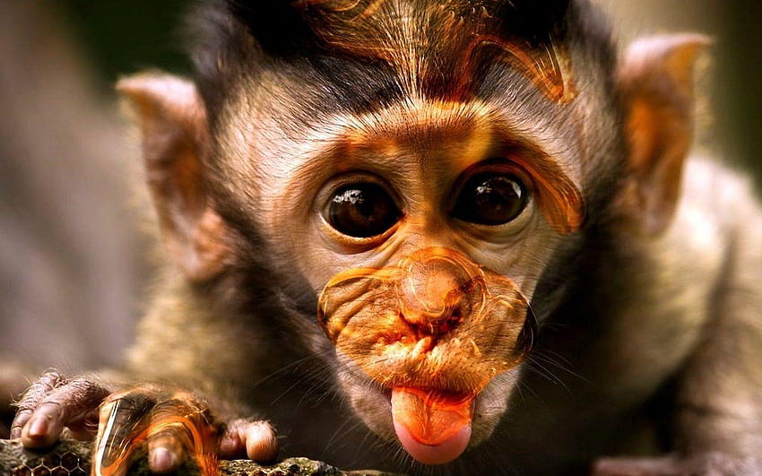 Macaco engraçado e fofo Papel de parede de celular HD