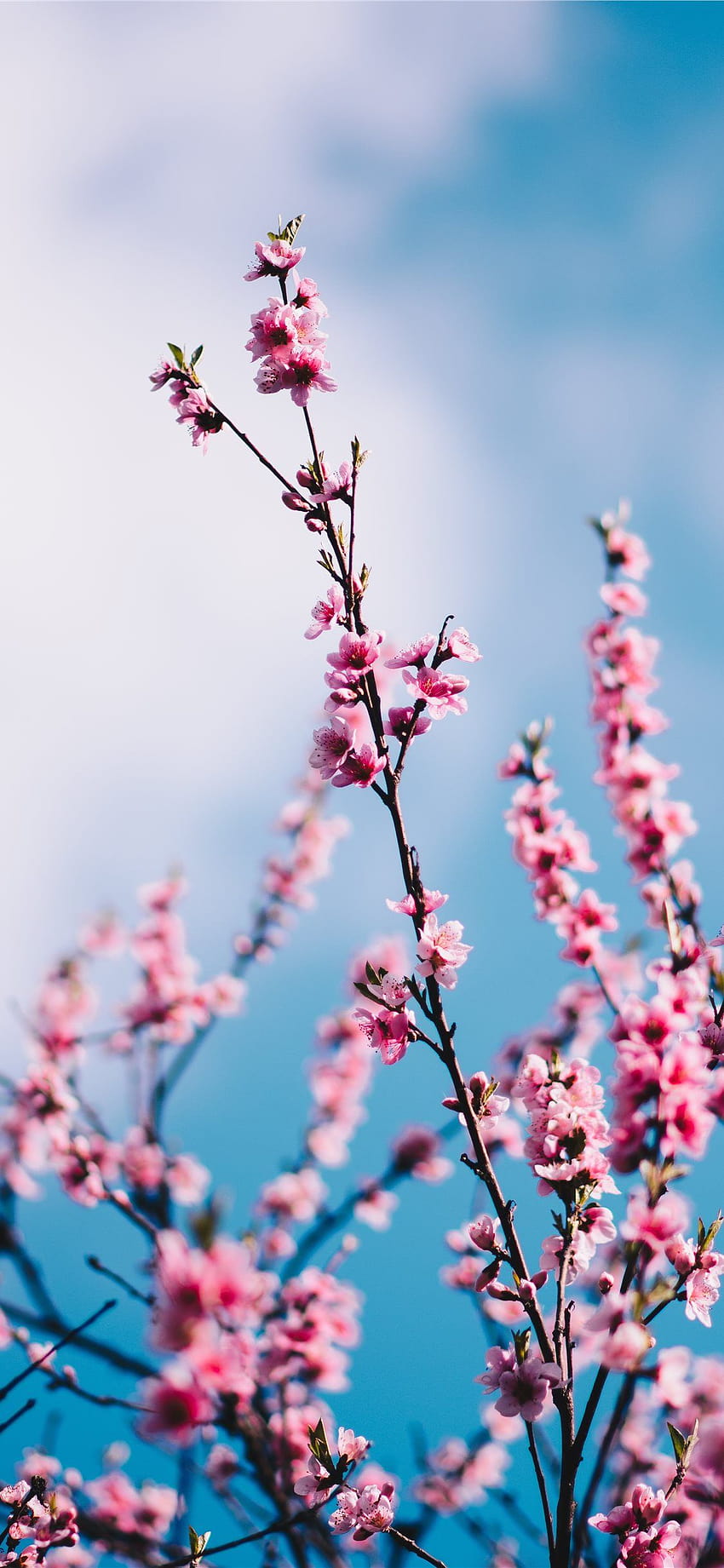 Best Blue iPhone X, cherry blossom aesthetic phone HD phone wallpaper