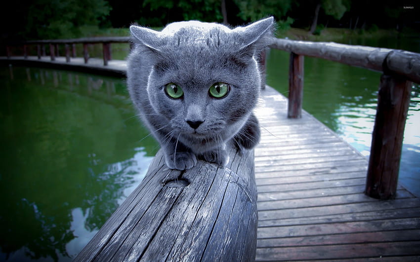 Grey cat, gray cat HD wallpaper