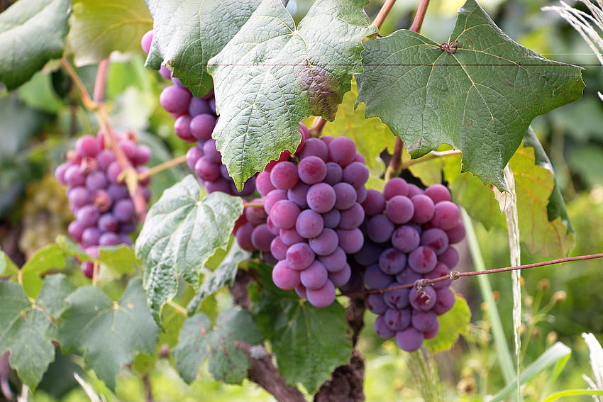 Purple Grapes · Stock HD wallpaper | Pxfuel