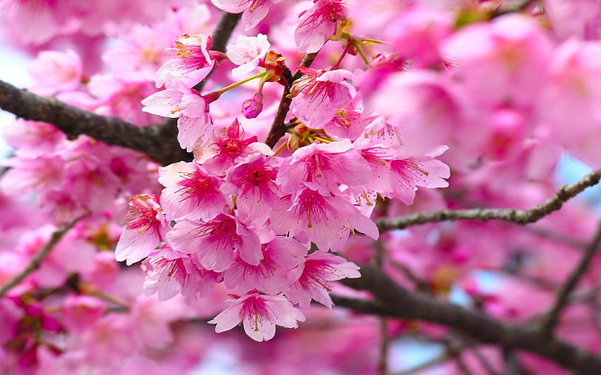 How to See Japan's Cherry Blossoms in 2019