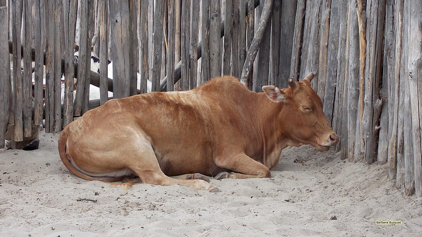 Cattle brown cow, the sand family HD wallpaper
