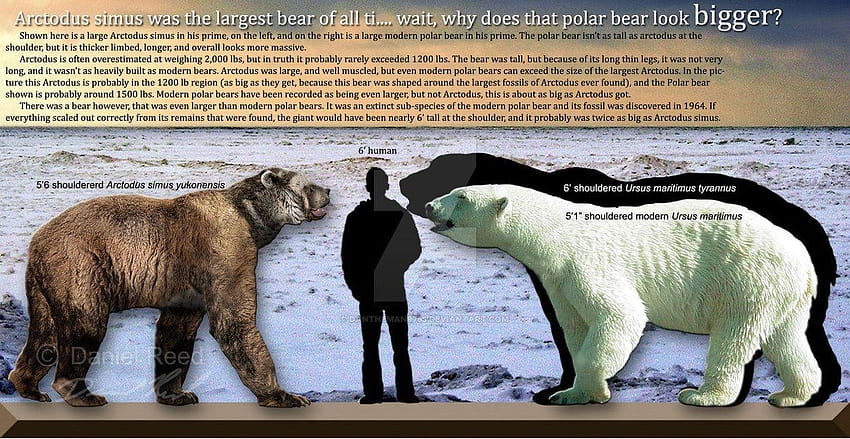 confronto delle dimensioni dell'orso polare, orso grolar Sfondo HD