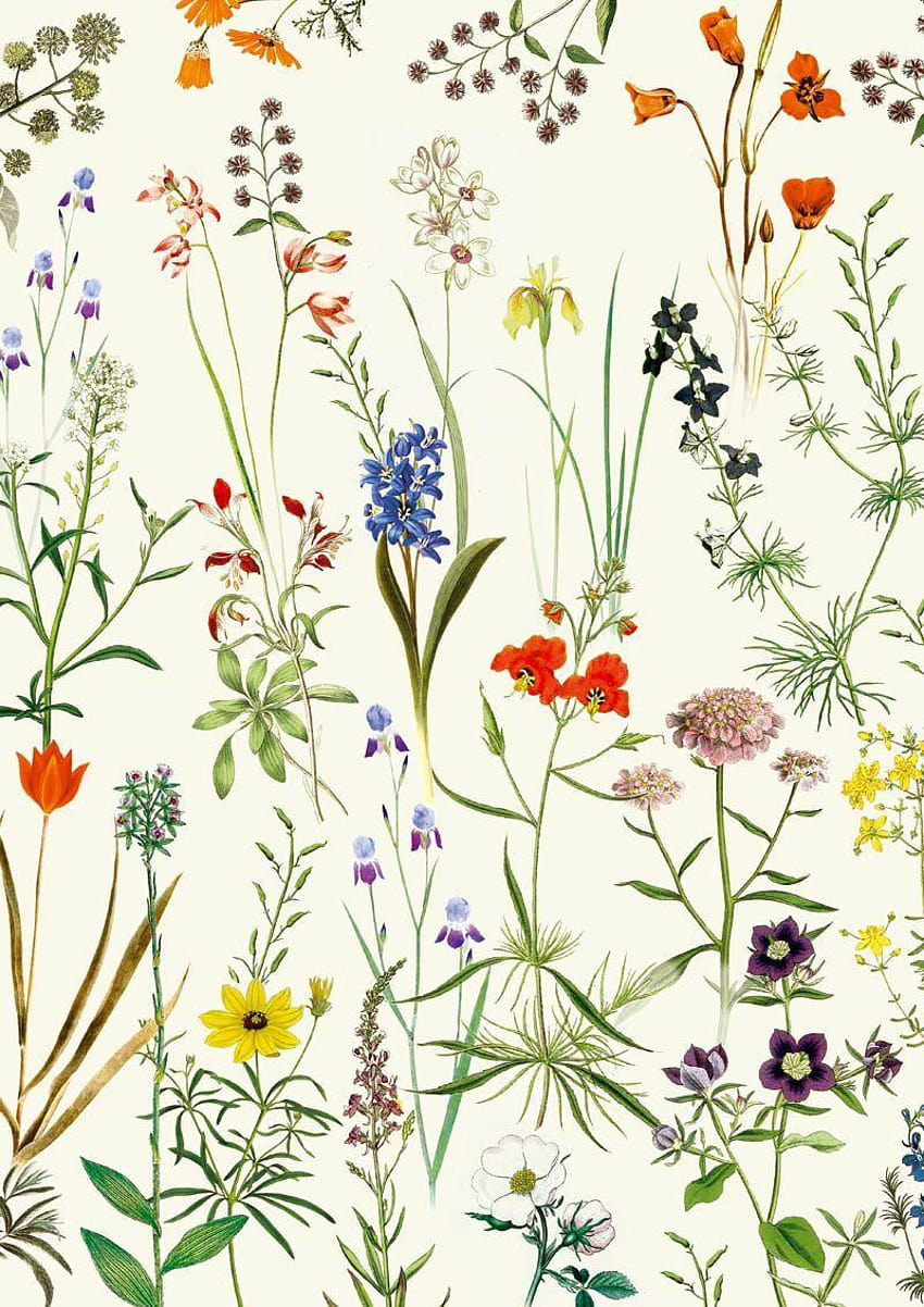 Botanical floral Vintage Print HD phone wallpaper