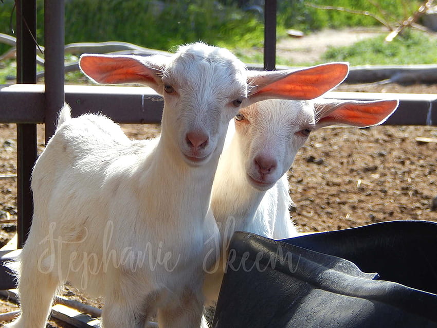 Cute Baby Goats Goat Ears Goat Goat White, white goat HD wallpaper
